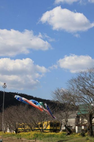 いすみ鉄道の菜の花の状況