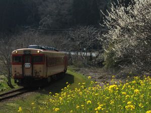 春のいすみ鉄道を訪れて～梅と菜の花のコラボレーションを撮る