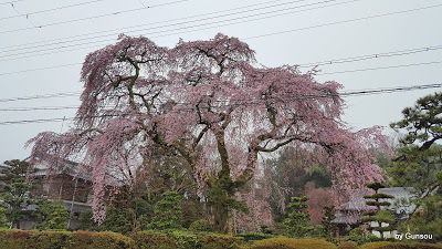 京阪電車 石山坂本線 桜 - 坂本駅 (2017.04.08)