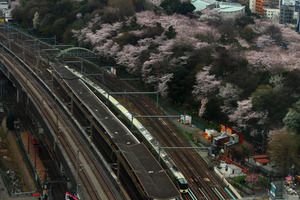 2017年桜と鉄道　その１　定番の飛鳥山で四季島と新幹線などを撮る