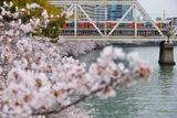 桜の鉄道風景、そして、白プレPF