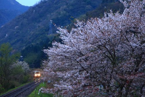 三江線の桜の名所「潮駅」を行くキハ１２０（潮駅）