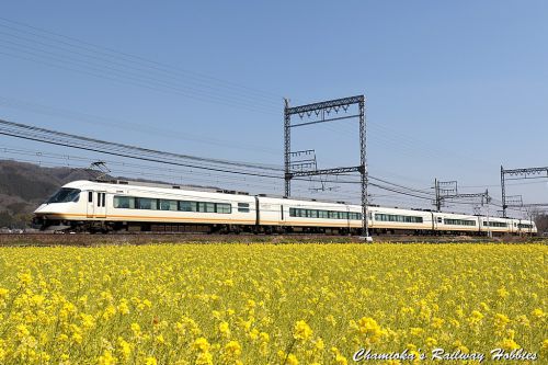 【鉄道写真】菜の花と近鉄特急~近鉄特急を撮る（12）~