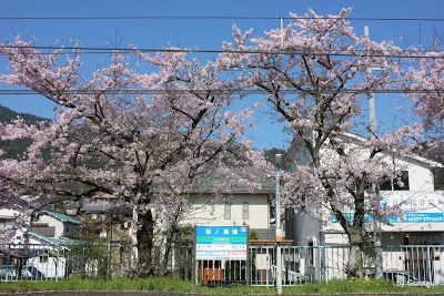 ２０１７年 沿線の桜 － 松ノ馬場駅