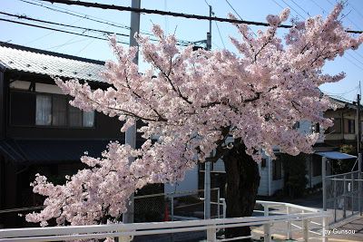 ２０１７年 沿線の桜 － 南滋賀駅