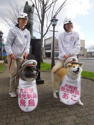 秋田犬、「飛鳥」と「あこ」大館駅長に就任　ハチ公出身地