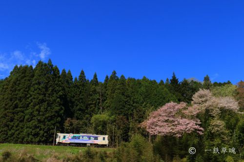 明知鉄道沿線の桜