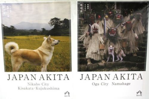 秋田犬がキラーコンテンツ　首都圏の駅観光ポスターに「ニヘっとなる」