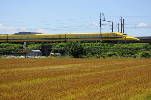 黄金色の大地と黄色い新幹線