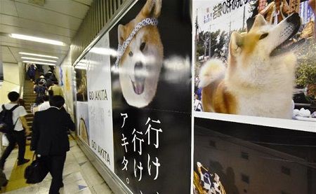 「かわいい～」大人気の秋田犬ポスター　ＪＲ渋谷駅の山手線ホームに登場