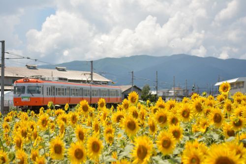 本日の撮影　松本電鉄と向日葵の花