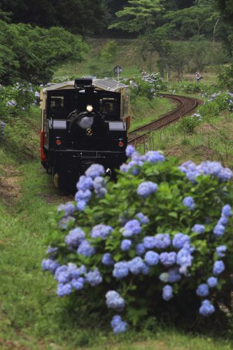 紫陽花を映して　- 小湊鉄道 -