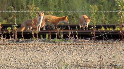 9/8 早朝の札幌貨物タ駅某所に動物現る