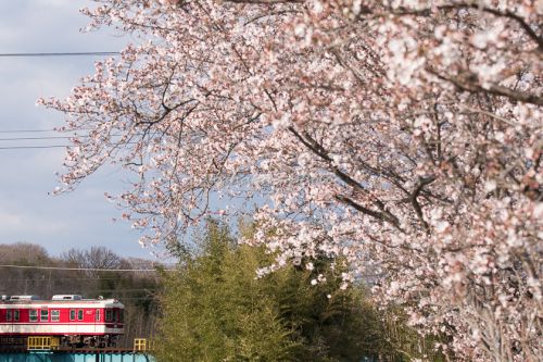 今年の桜②　―神戸電鉄―