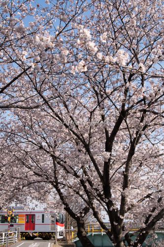 今年の桜⑥-2　―山陽電鉄―