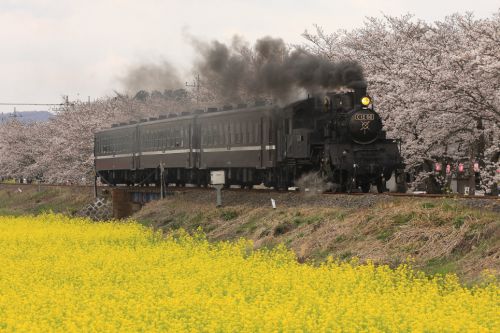 桜と菜の花　- 2010年・真岡鉄道 -