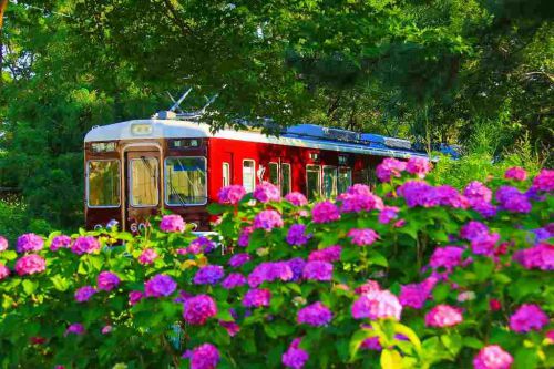 紫陽花と阪急電車！