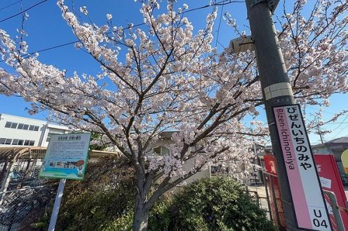 備前一宮駅の桜