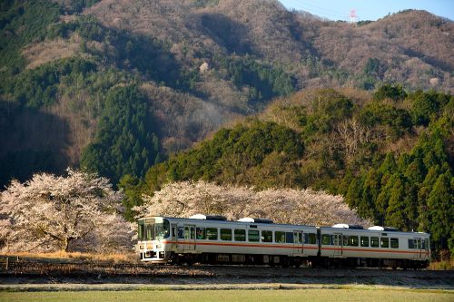姫新線の桜並木を行くキハ１２７系ローカル列車（三日月～播磨徳久）