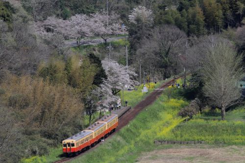 春は桜と菜の花　- 小湊鉄道・2017年 -