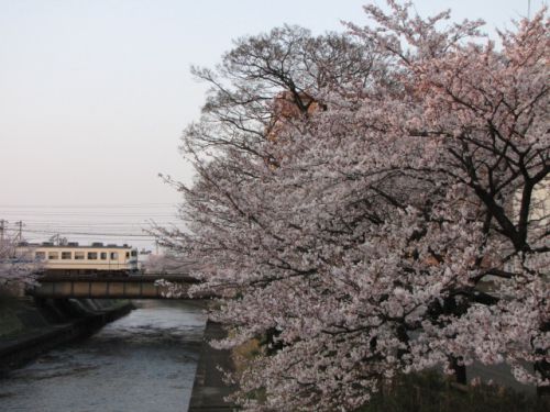 北陸線　富山駅付近　いたち川沿いの桜