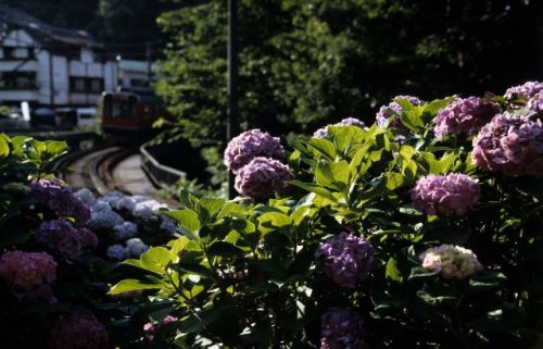 箱根登山鉄道　アジサイと登山列車