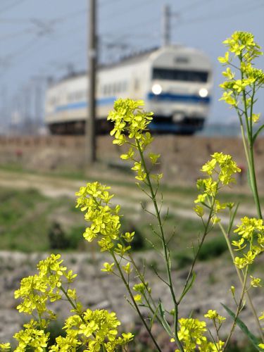 お花と食パン電車