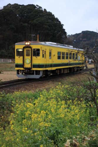 いすみ鉄道沿線菜の花情報