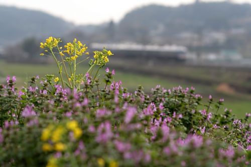 鹿児島本線　特急つばめ