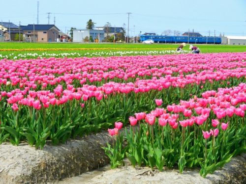 お花と北陸線の青い電車