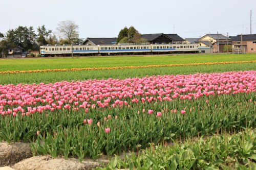 しつこいけどチューリップと北陸線普通電車