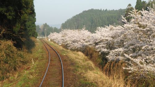 いすみ鉄道は花盛り