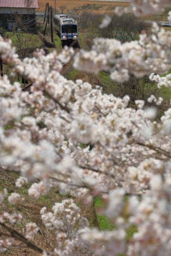 ありがとうJR三江線、さよならJR三江線、さよなら桜のJR鹿賀駅(鹿賀駅)