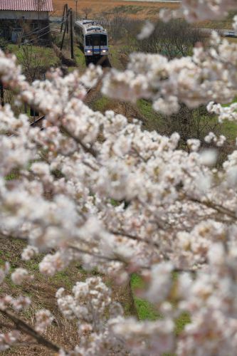 ありがとうＪＲ三江線、さよならＪＲ三江線、さよなら桜のＪＲ鹿賀駅（鹿賀駅）