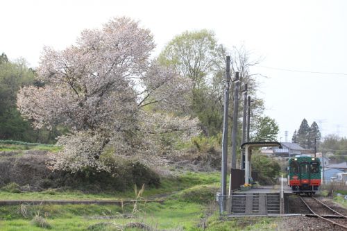 笹原田駅の桜