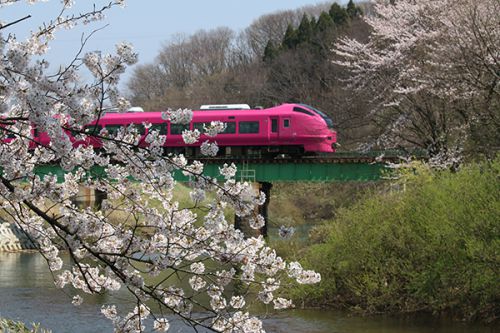 満開の桜と特急いなほ（ハマナス色）を撮る