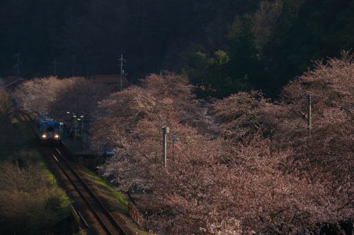 ありがとうＪＲ三江線、さよならＪＲ三江線、本当にさよなら桜の咲くＪＲ潮駅（潮駅）