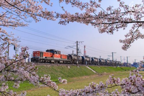 桜の花の向こうを行くDD51セメント列車