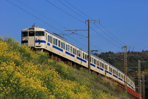 日豊本線の菜の花の季節を行く４１５系電車（杵築～大神）