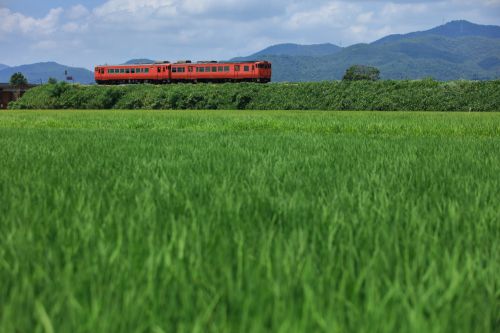 吉備線の盛夏の水田風景を行くキハ４０と４７のローカル列車（足守～服部）