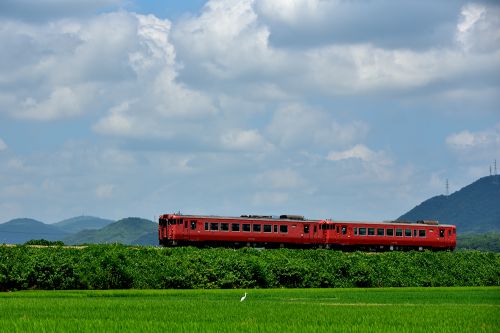 吉備線の盛夏の水田風景を行くキハ４０列車・その２（足守～服部）