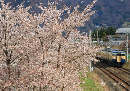 桜と115系のしなの鉄道