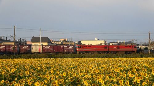 道南いさりび鉄道でＥＨ８００牽引貨物列車を撮影