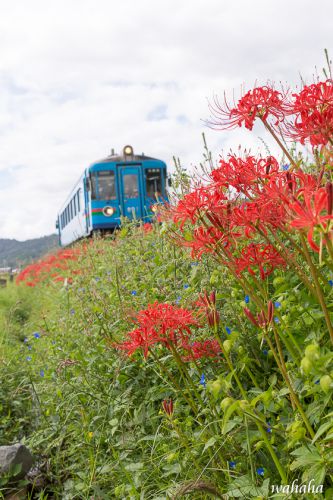 秋の京都丹後鉄道 ②