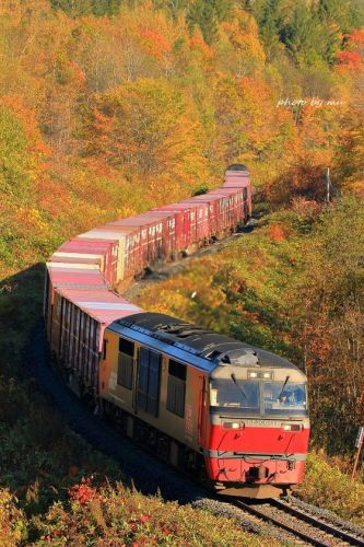 紅葉の常紋峠を越える玉ねぎ貨物列車