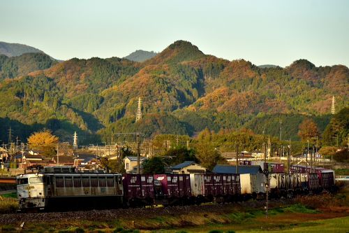 日豊本線の紅葉の山々をバックに行くＥＦ８１ー３０３号機牽引のコンテナ列車（中山香～立石）