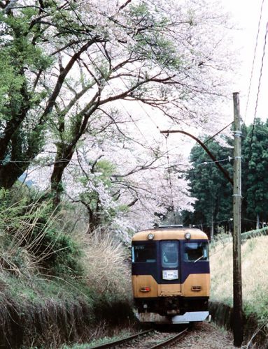 桜と大井川鉄道のSL 2003.4.11