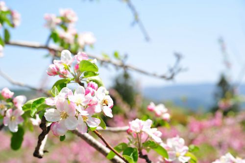 【募集中】✿フルーツの里にのへ✿『りんごの花摘み＆ぎんが食堂