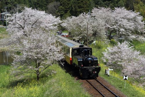 桜と菜の花と黒い機関車　- 2017年・小湊鉄道 -