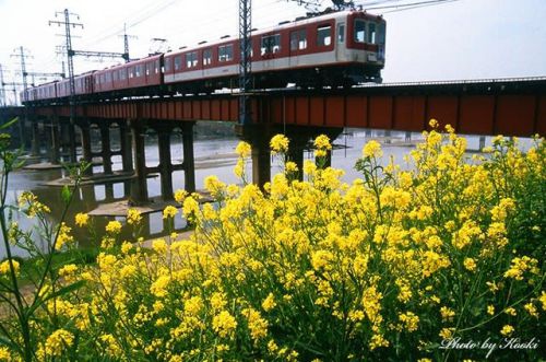 大和川と菜の花／近鉄南大阪線